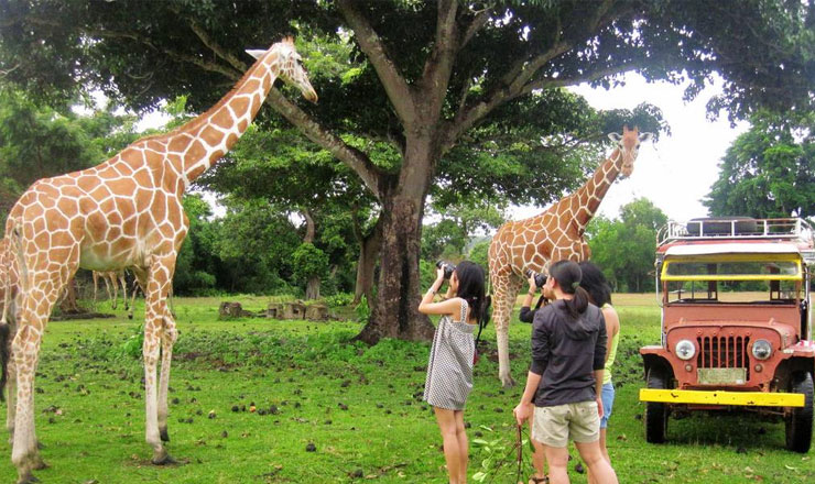 บัตรสวนสัตว์ Calauit Safari Park ในโครอน